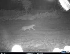 Image of Caracals