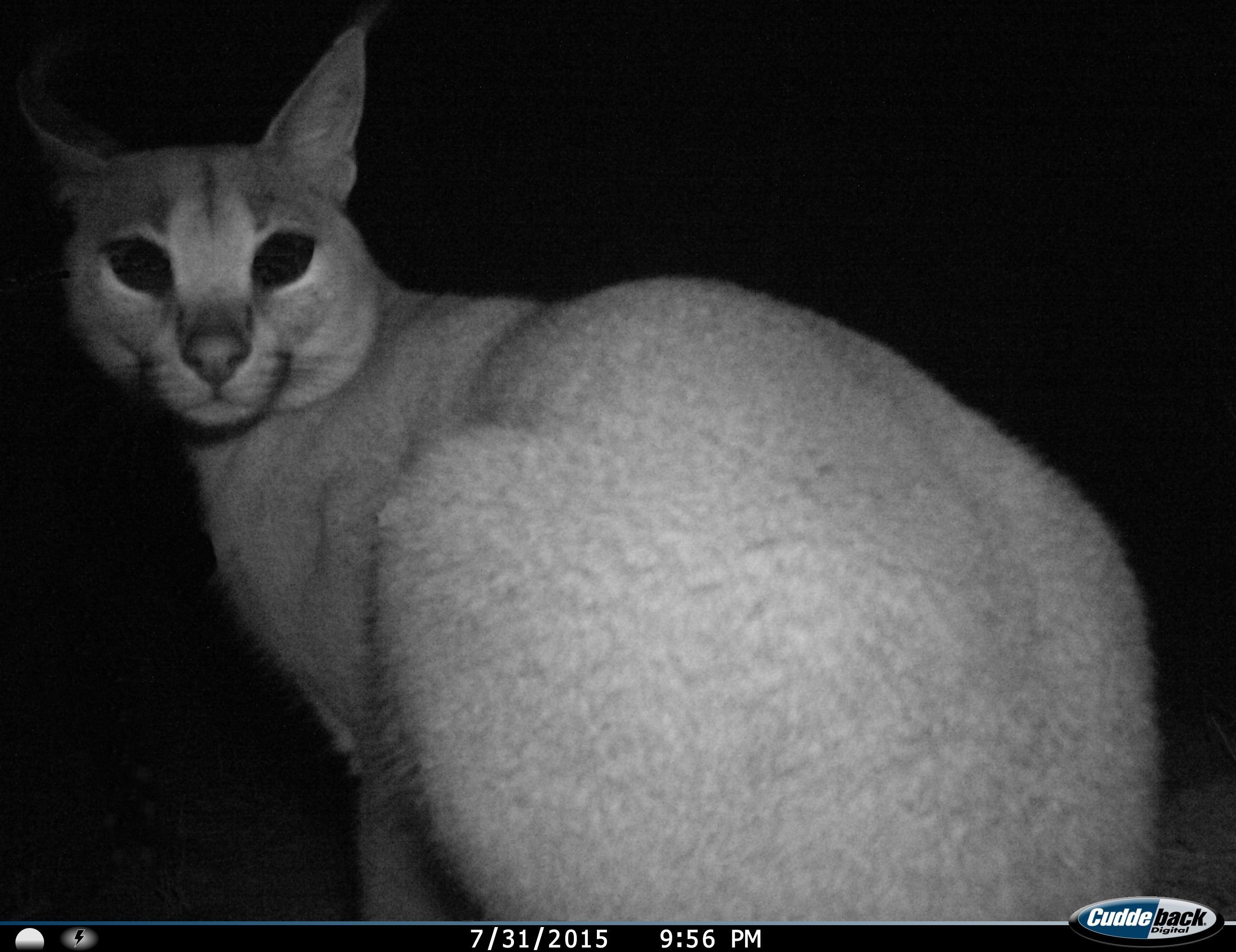 Image of Caracals