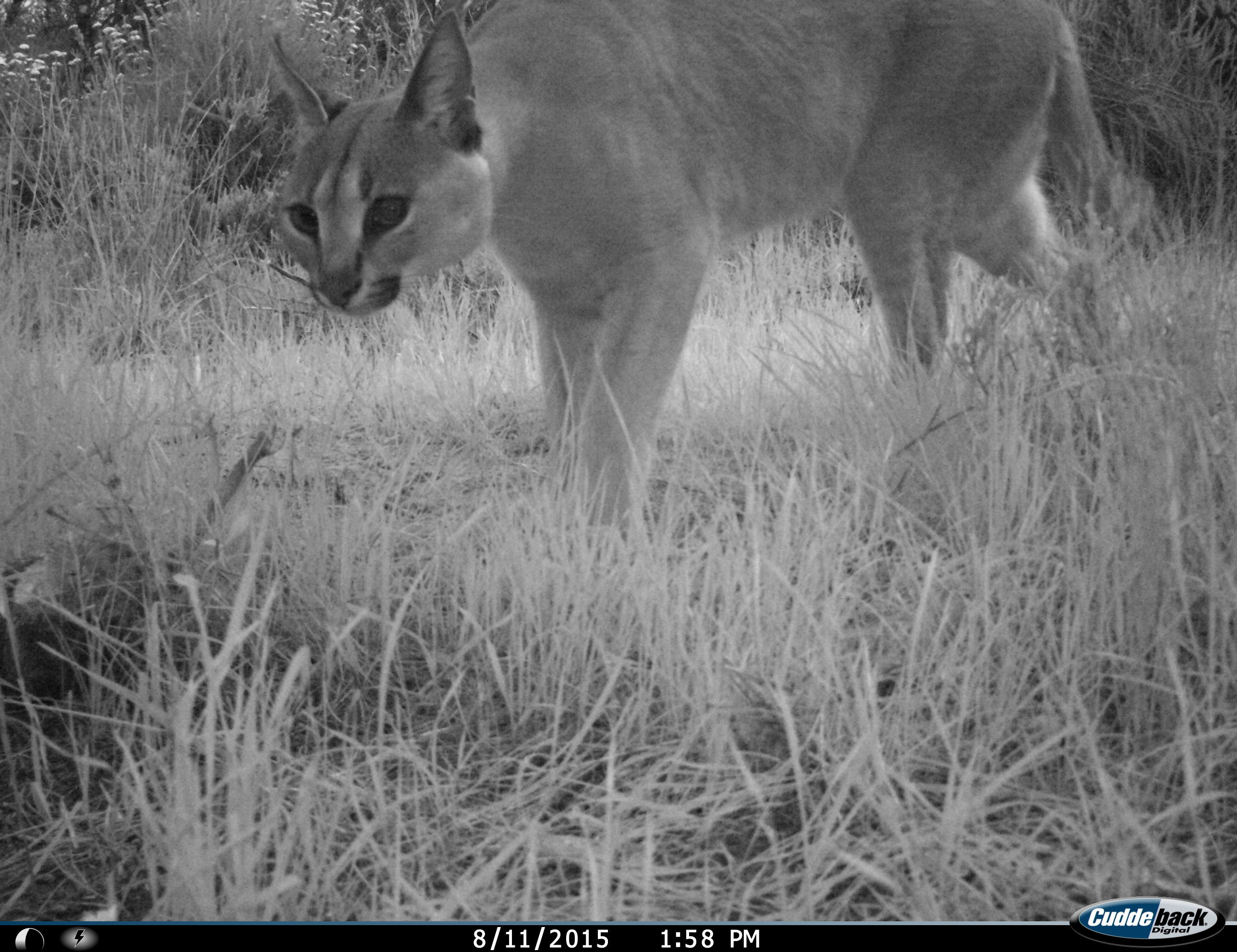 Image of Caracals