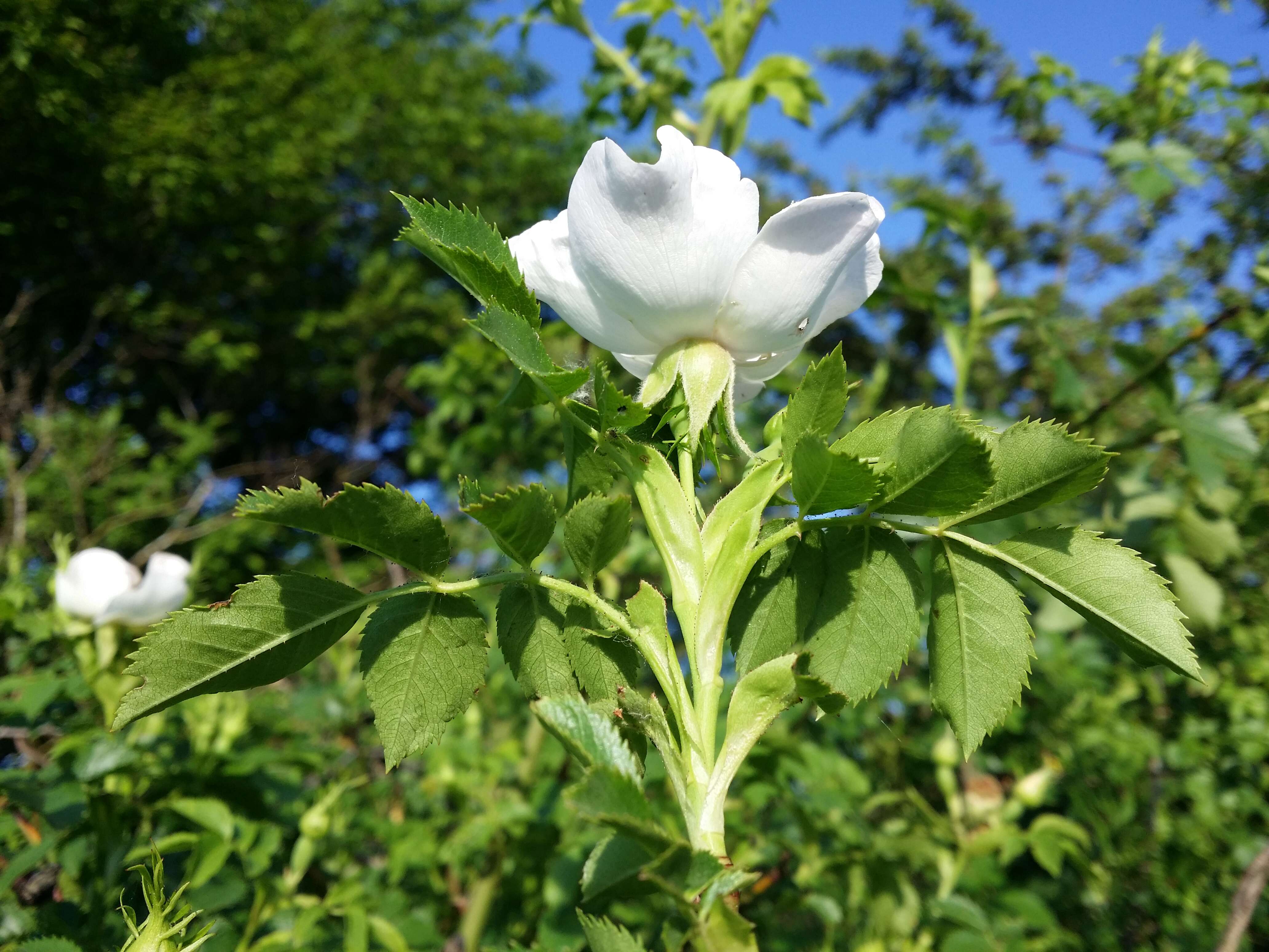 Image of dog rose