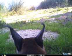 Image of Caracals