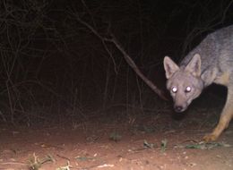 Image of Side-striped Jackal