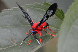 Image of Scarlet-Bodied Wasp Moth