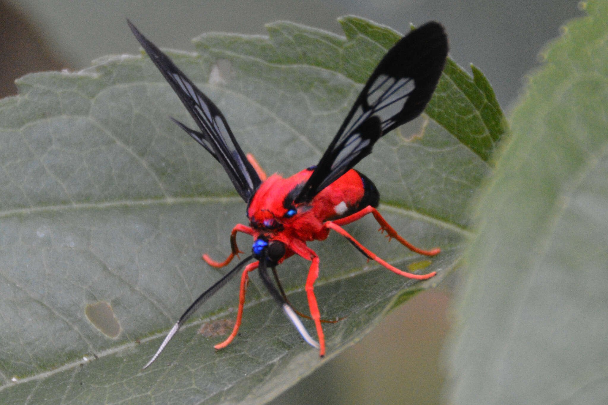 Image of Scarlet-Bodied Wasp Moth