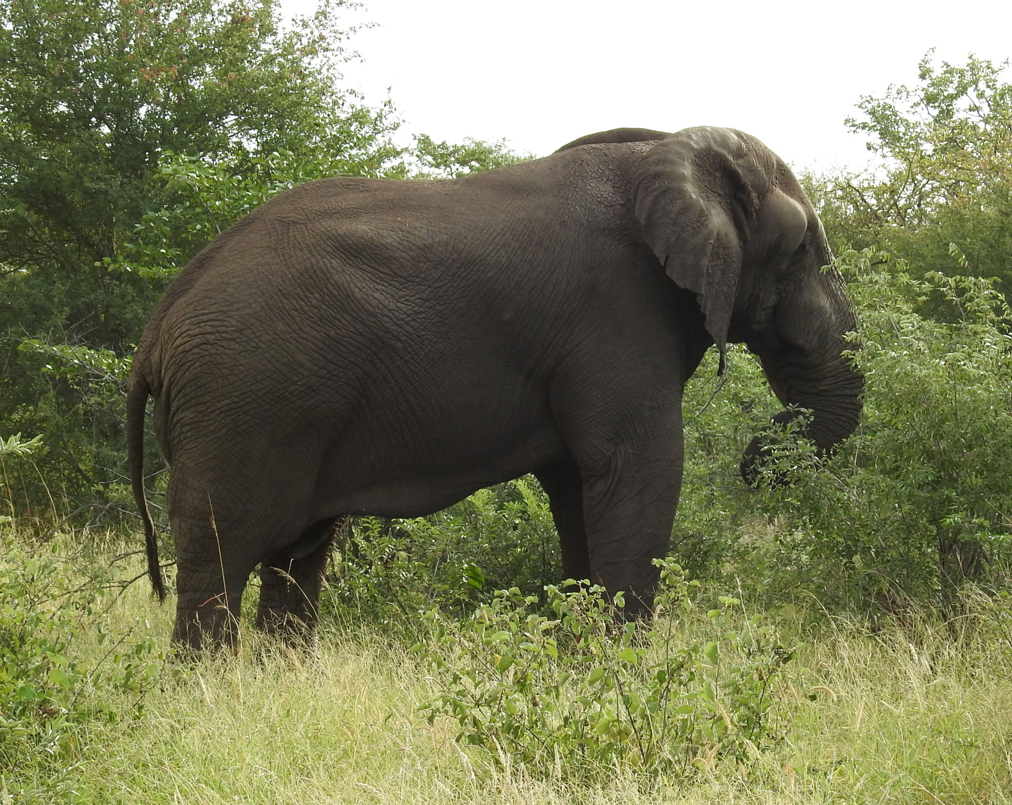 Image of African bush elephant