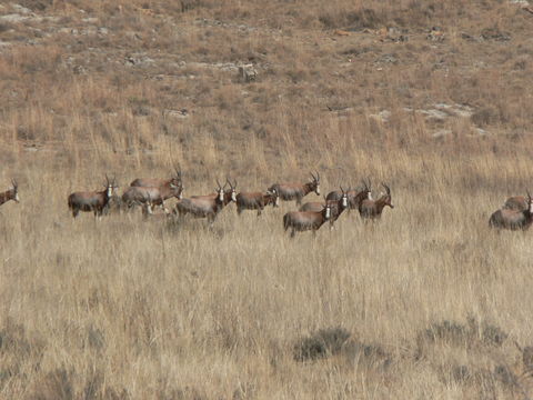 Image of Blesbok