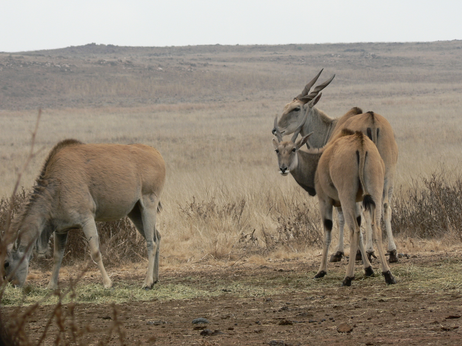 Image of Cape eland