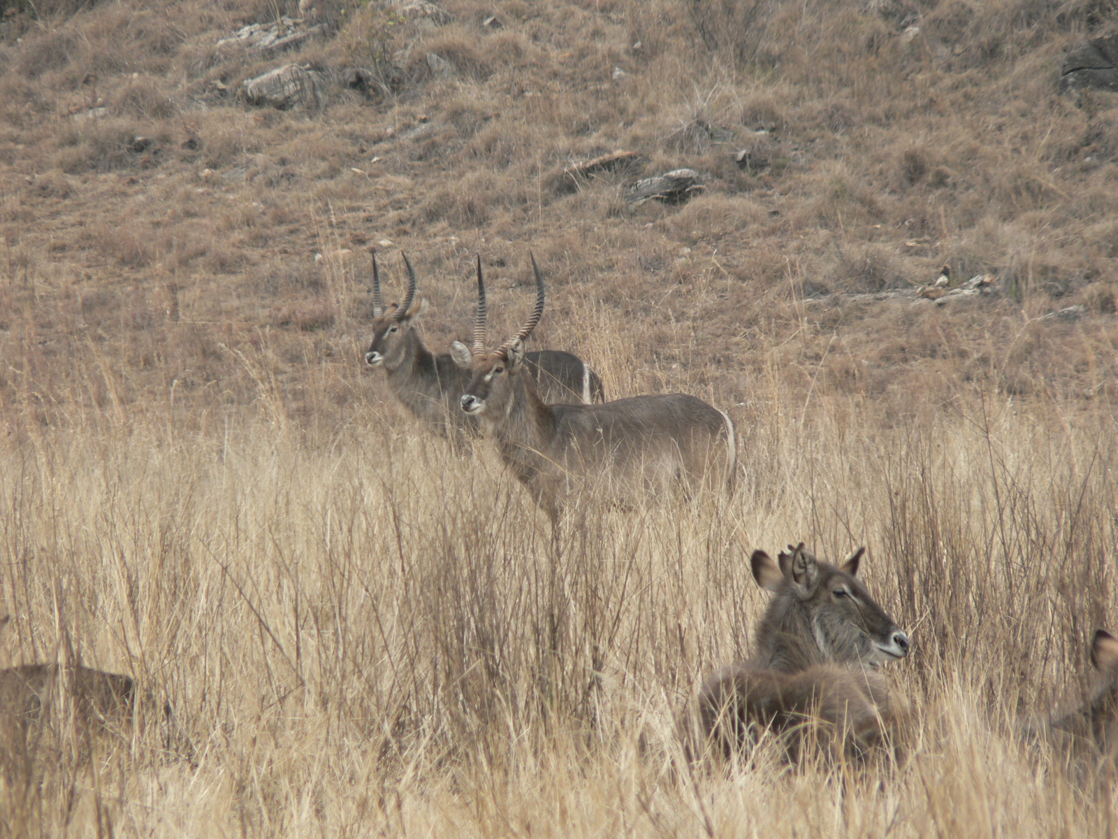 Image of Ellipsen Waterbuck