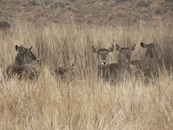 Image of Ellipsen Waterbuck