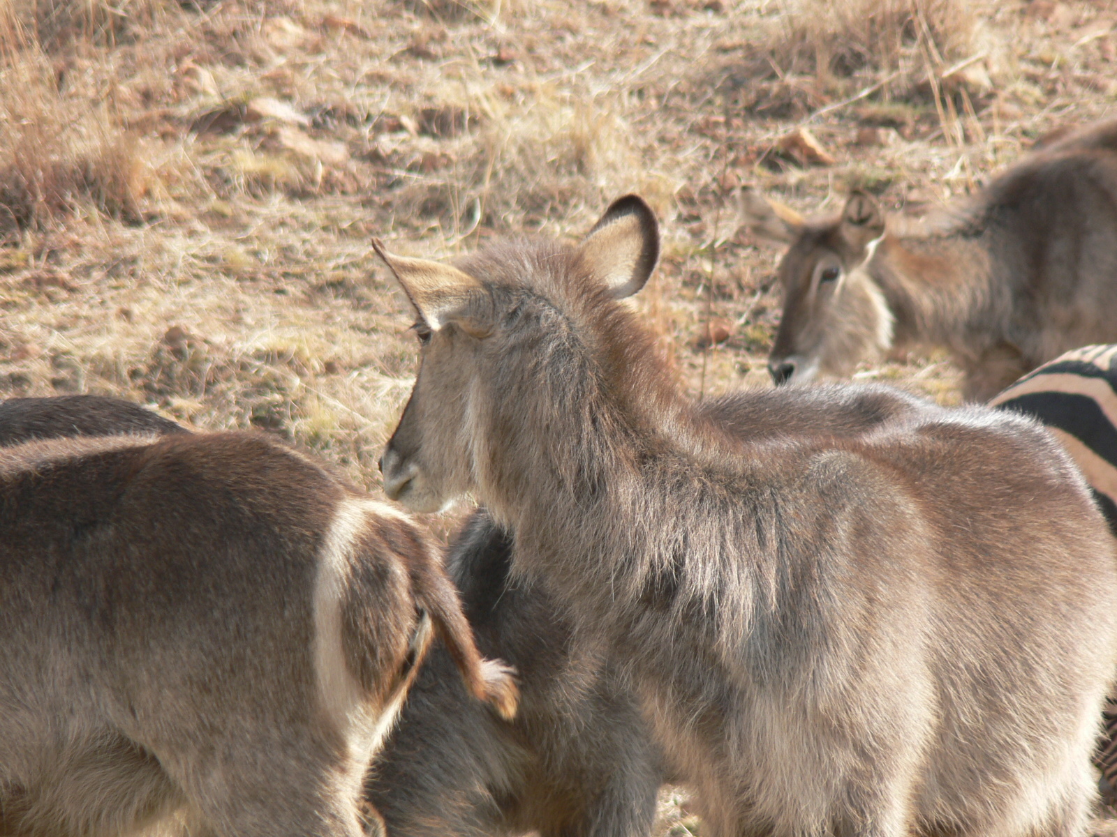 Image of Ellipsen Waterbuck