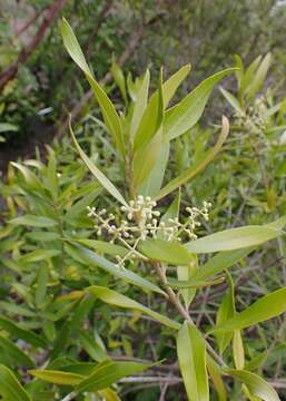 Image of African olive
