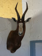 Image of Blesbok