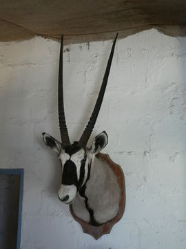 Image of Gemsbok