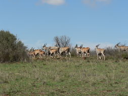 Imagem de Taurotragus oryx oryx (Pallas 1766)