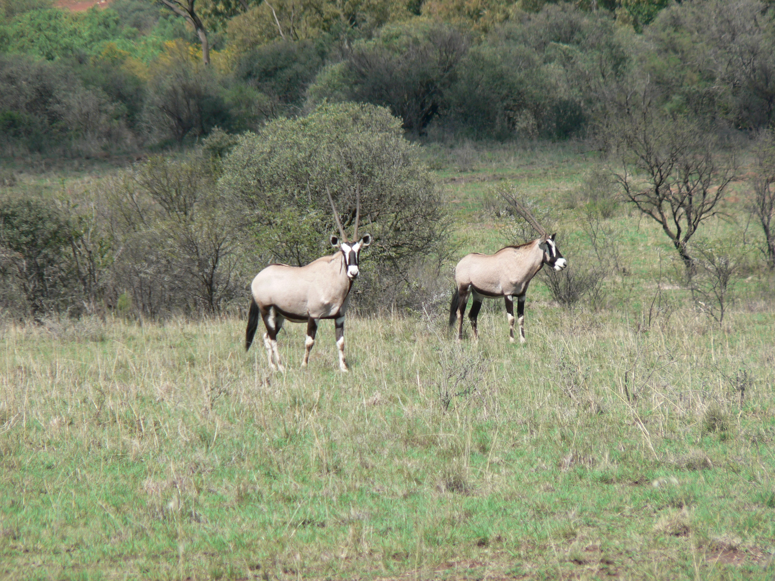 Image of Gemsbok