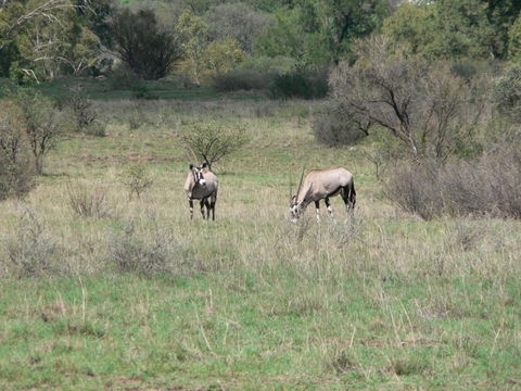 Image of Gemsbok