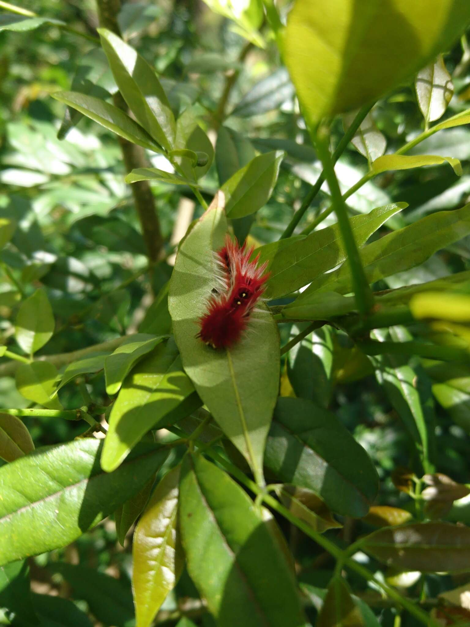 Imagem de Morpho epistrophus