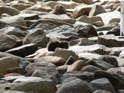 Image of Rock Hyrax