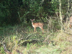 Image of Nyala