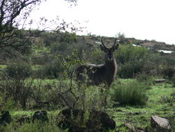 Image of Ellipsen Waterbuck