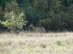 Image of Ellipsen Waterbuck