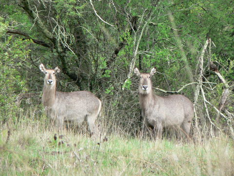 Image of Ellipsen Waterbuck