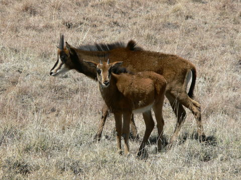 Image of Sable Antelope