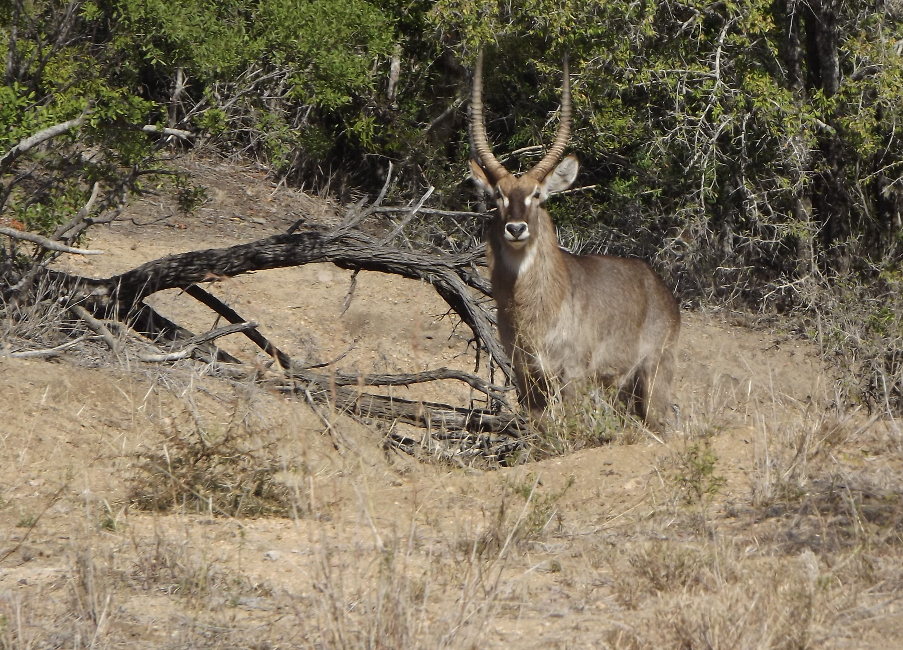 Image of Ellipsen Waterbuck