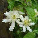 Imagem de Clematis potaninii Maxim.