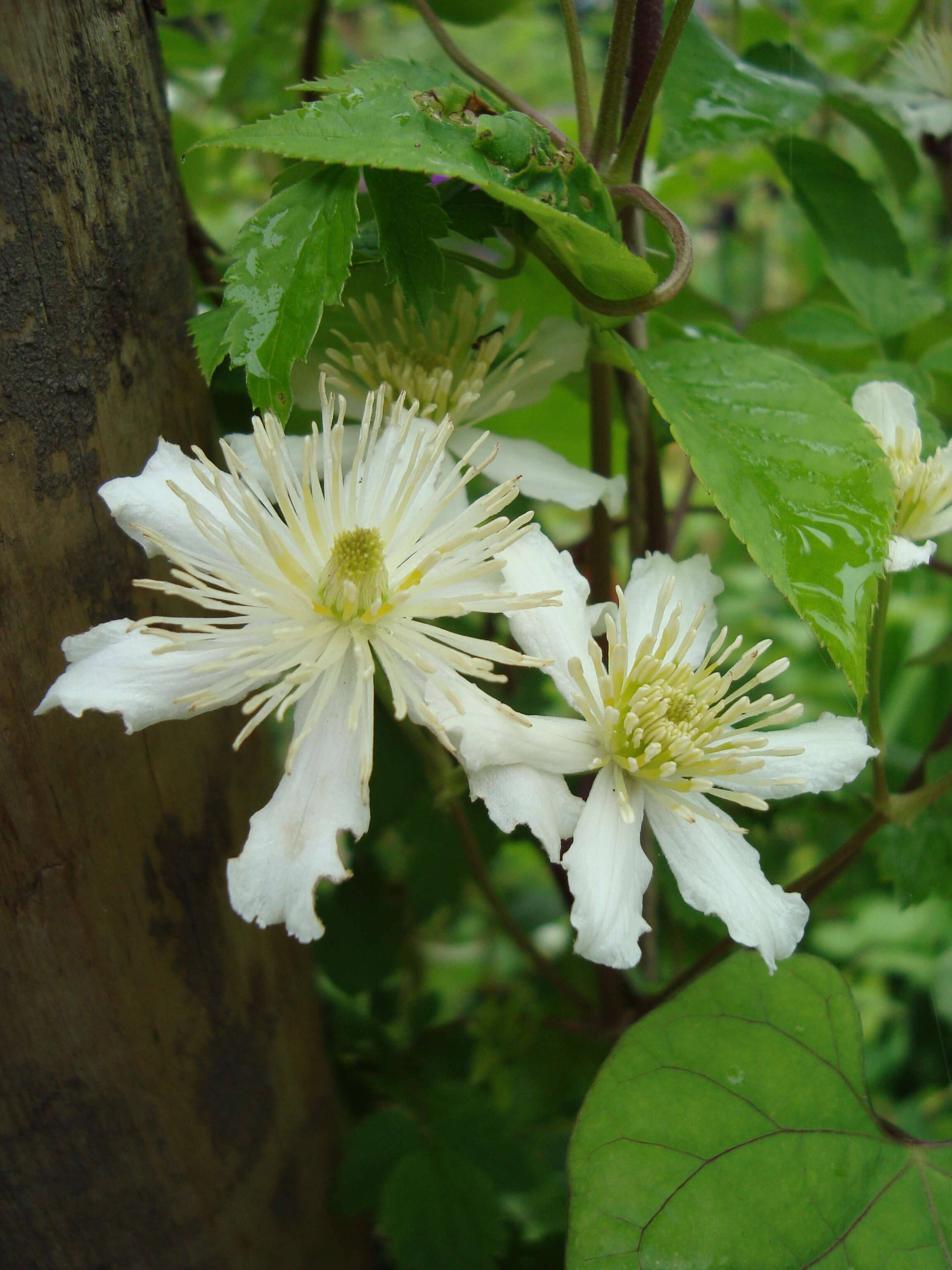 Image of Clematis potaninii Maxim.