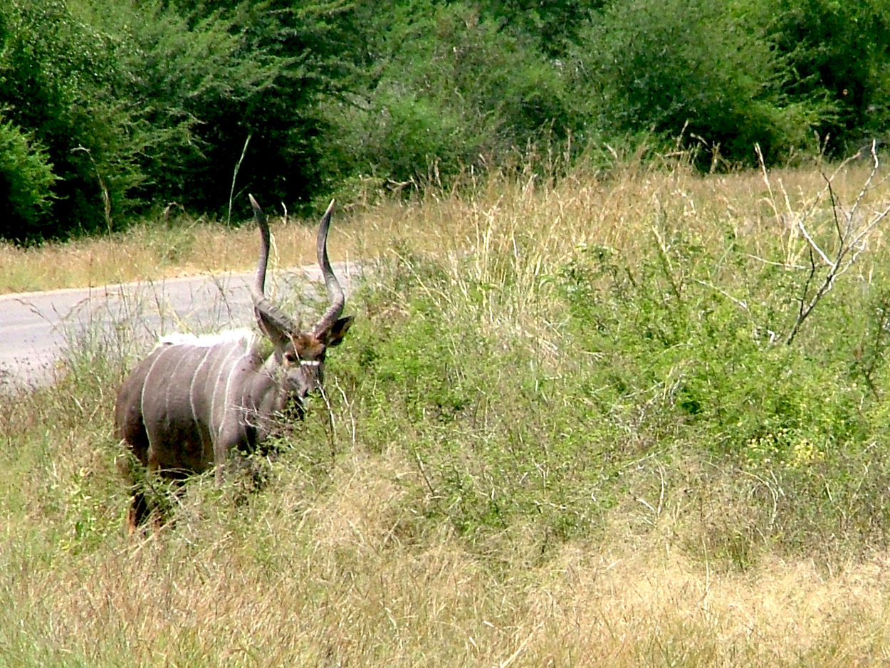 Image of Nyala