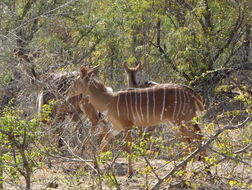 Image of Nyala