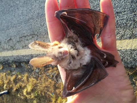 Image of Slit-faced Bats