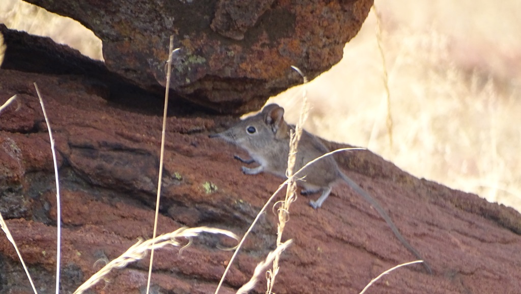 Image of Bushveld Elephant Shrew