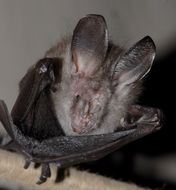Image of Slit-faced Bats