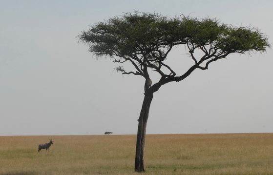 Image of Hartebeest