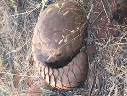 Image of Ground Pangolin -- Pangolin