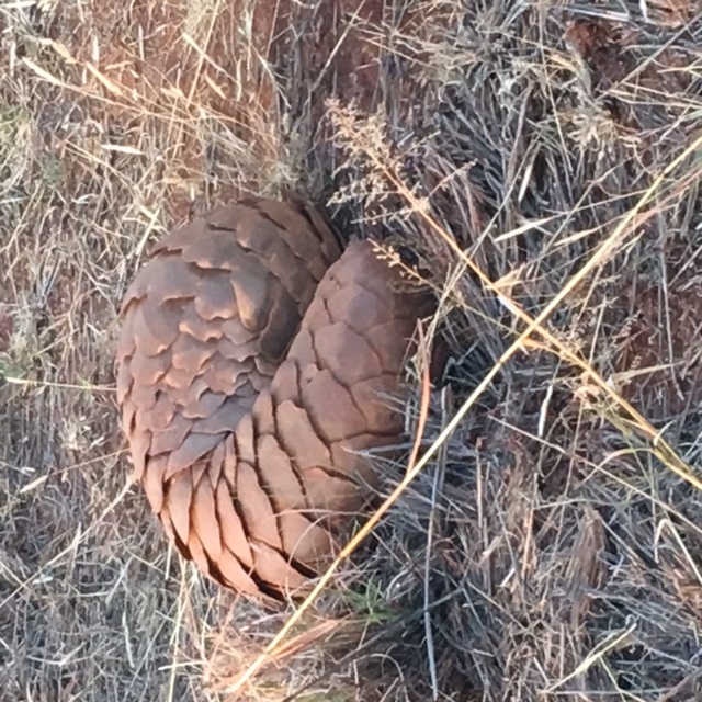 Image of Ground Pangolin -- Pangolin