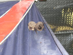 Image of Melck's House Bat