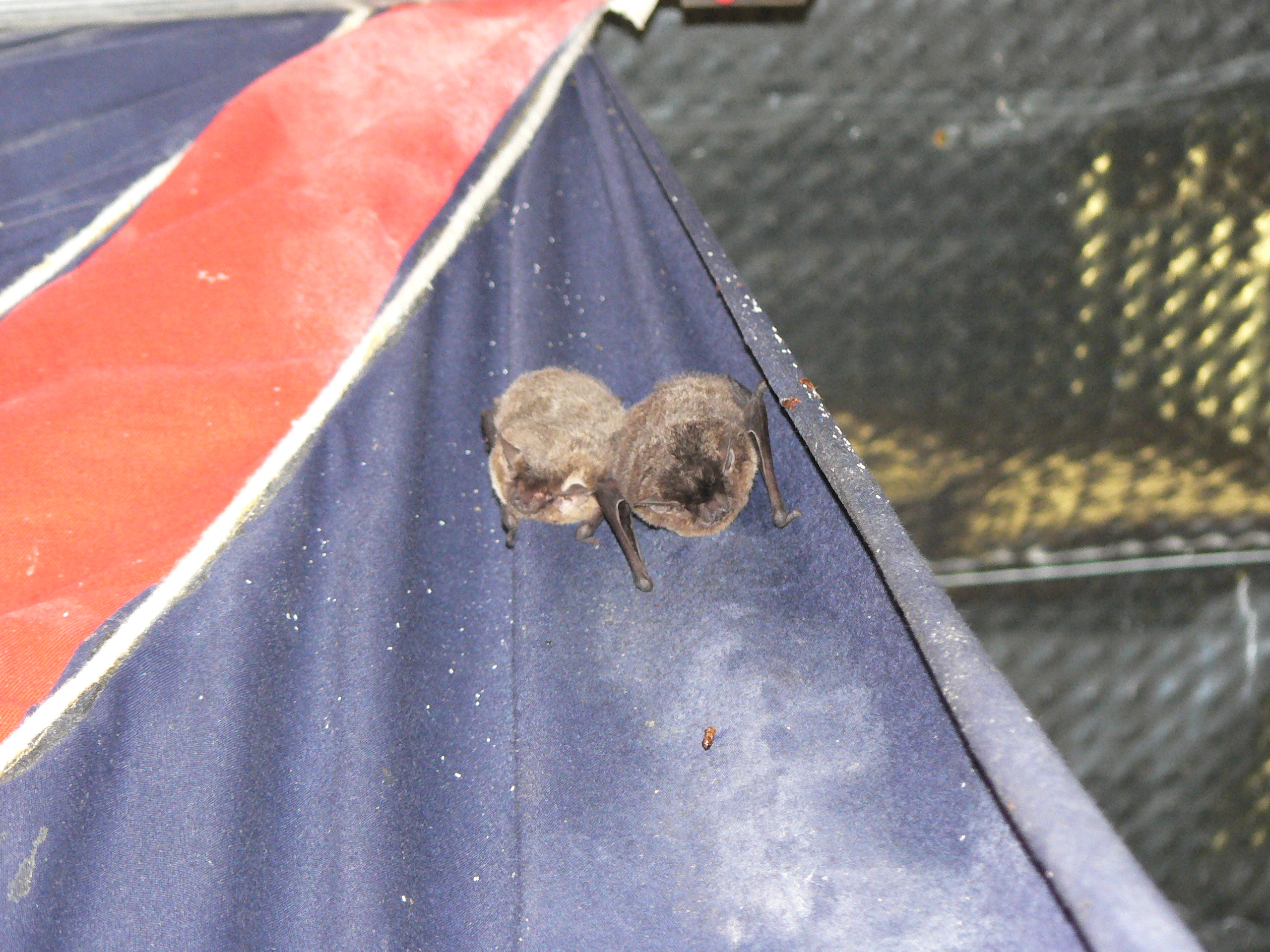 Image of Melck's House Bat