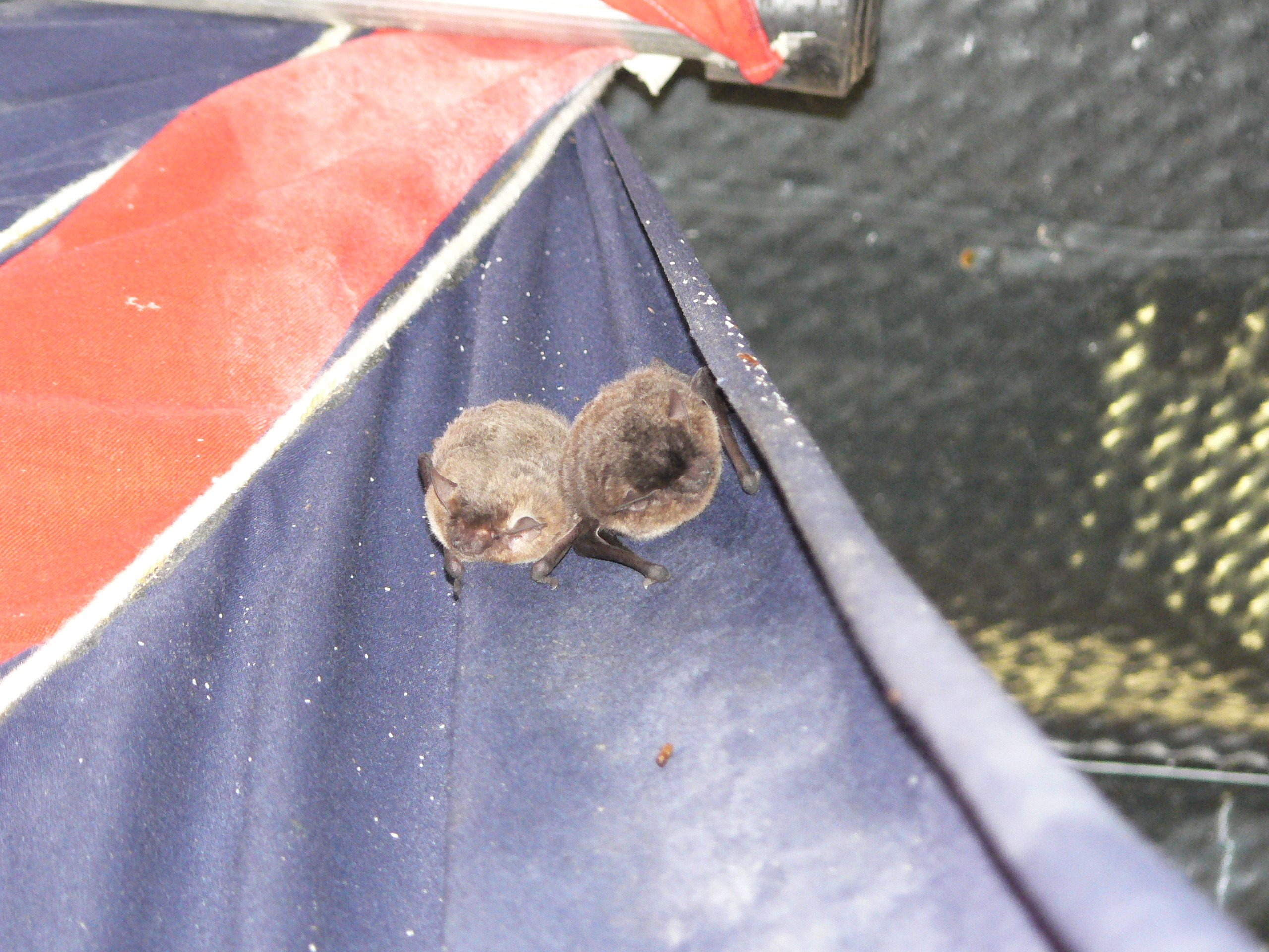 Image of Melck's House Bat