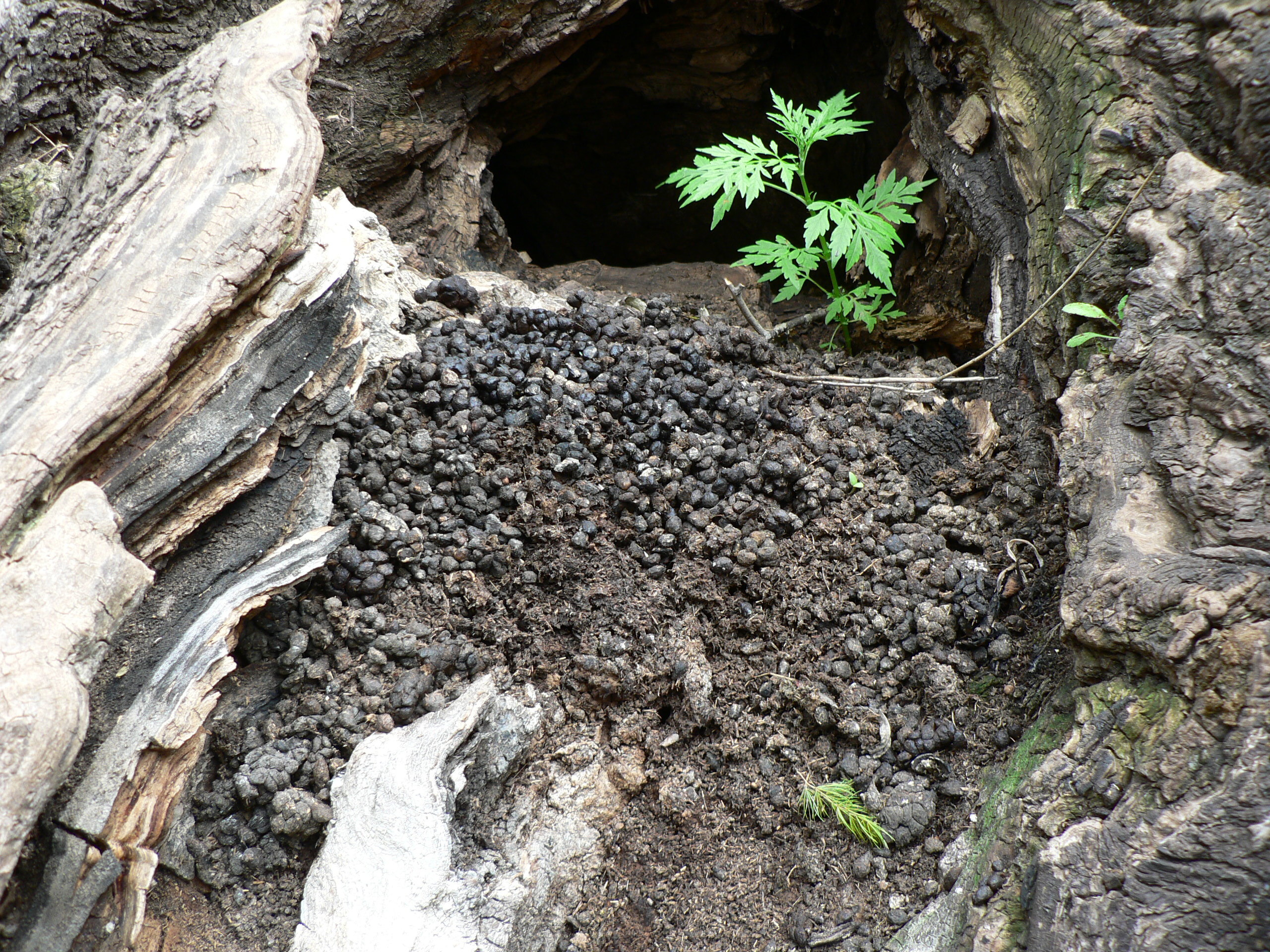 Image of Rock Hyrax