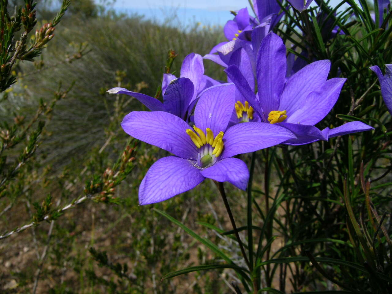 Image de Cheiranthera linearis A. Cunn.