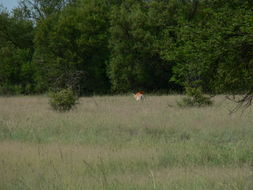 Image of Red Lechwe