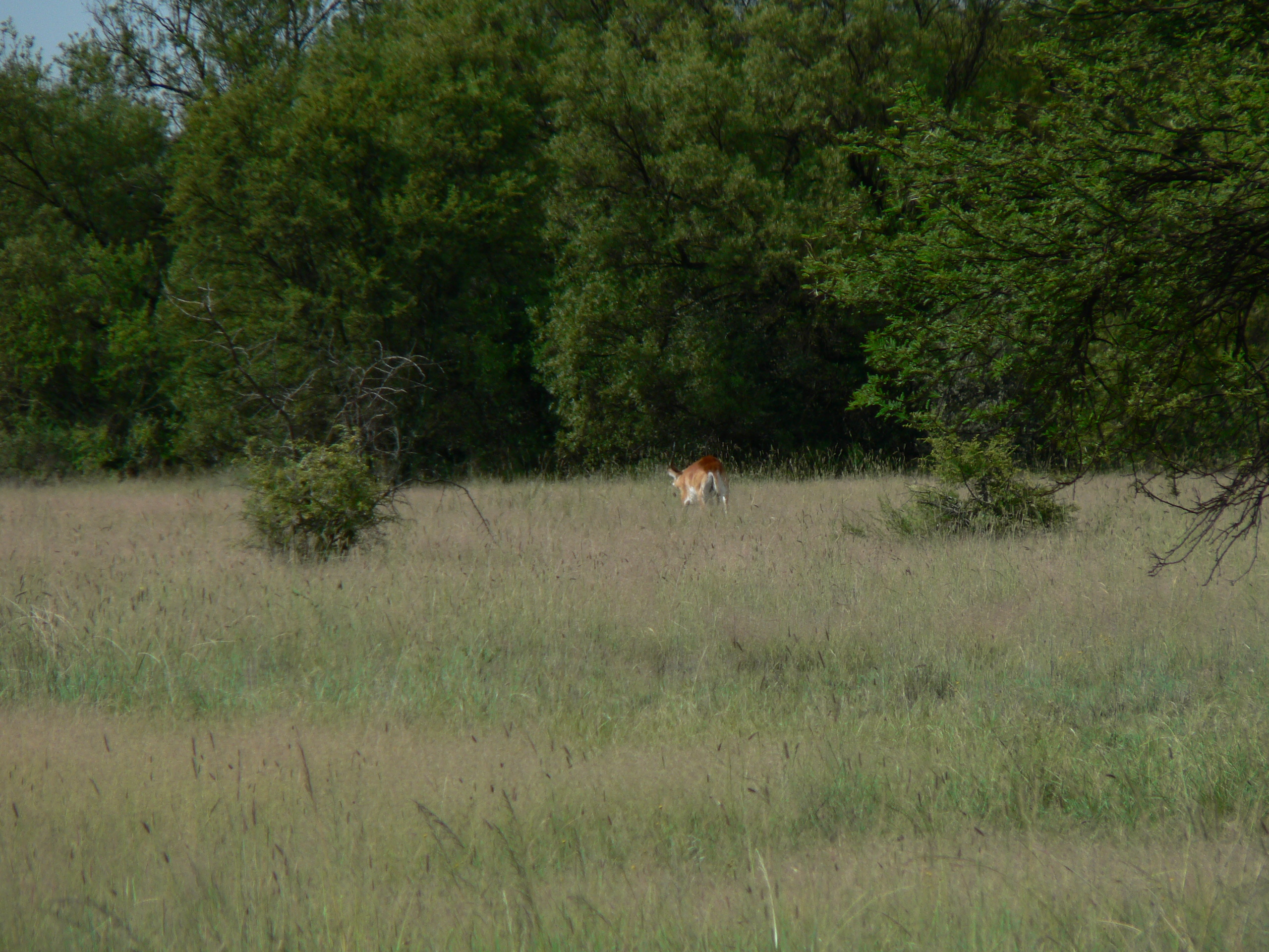 Image of Red Lechwe