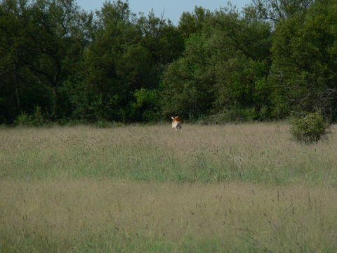 Image of Red Lechwe