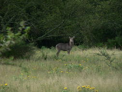 Image of Ellipsen Waterbuck