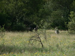 Image of Ellipsen Waterbuck