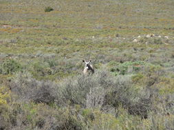 Image of Gemsbok