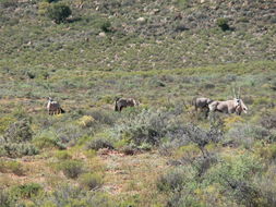 Image of Gemsbok